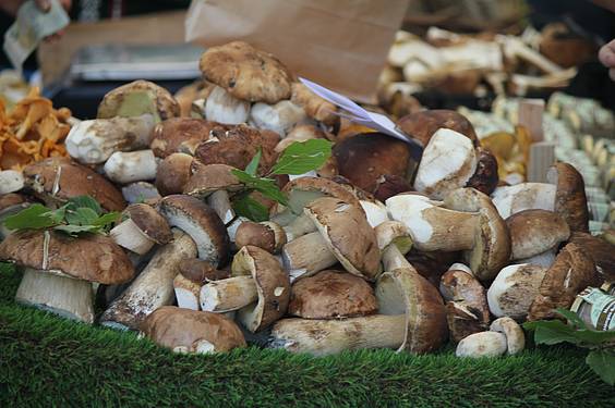 AZOKA BEREZIA 2 15 1413201970259