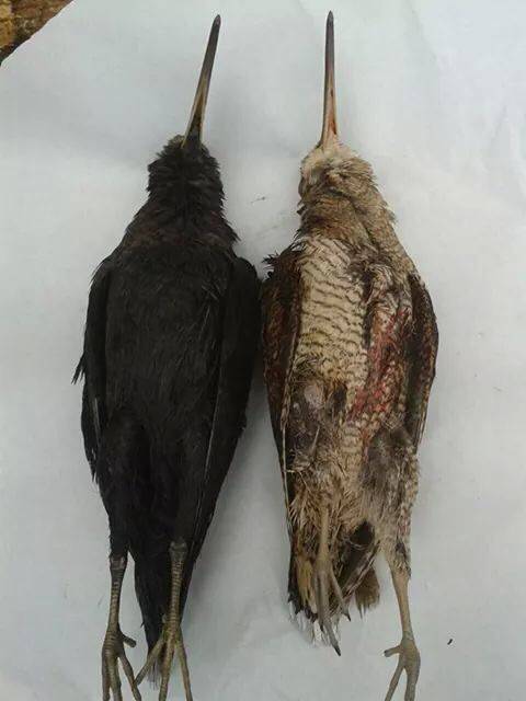 Oilagor beltza: benetakoa ala gezurrezkoa?