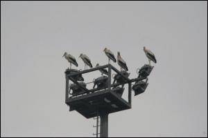 Zikoinak Berazubi estadioan