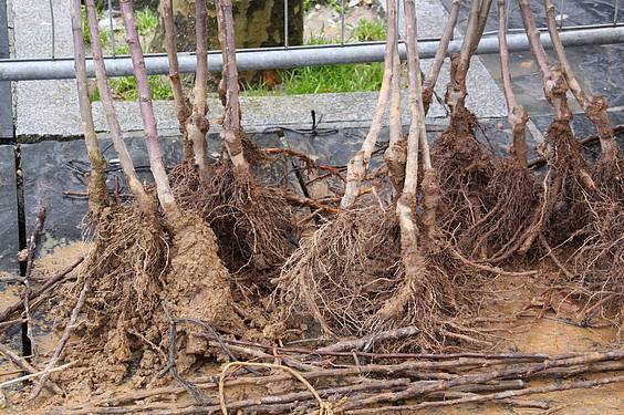 Landare azoka Tolosa 19 1424522278934