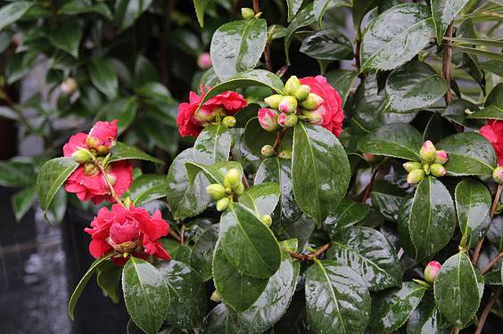 Landare azoka Tolosa 23 1424522280817