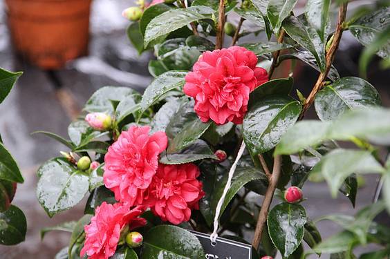 Landare azoka Tolosa 24 1424522281273