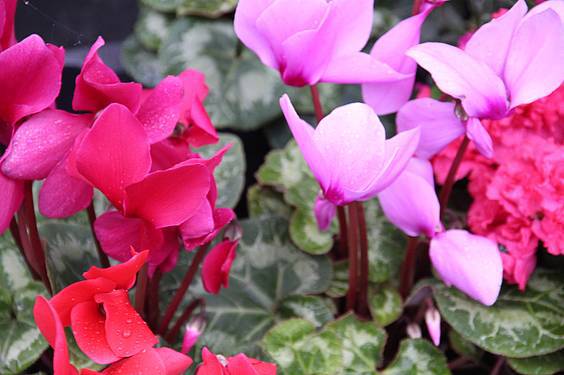 Landare azoka Tolosa 25 1424522281724