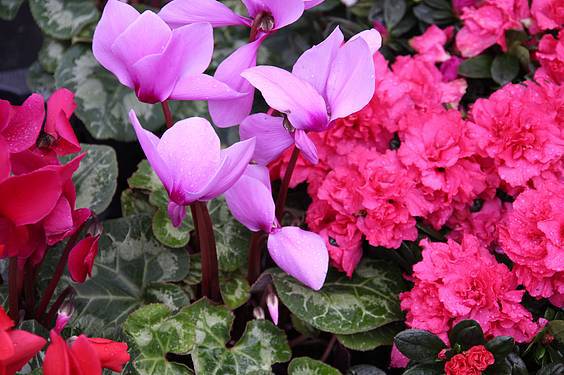 Landare azoka Tolosa 26 1424522282193