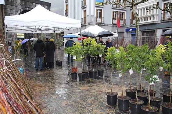 Landare azoka Tolosa 28 1424522283205