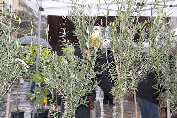 Landare azoka Tolosa 29 1424522283712