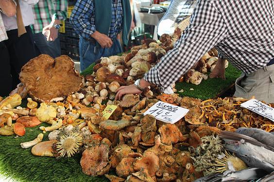 Mikologika azoka 3 1413647964713