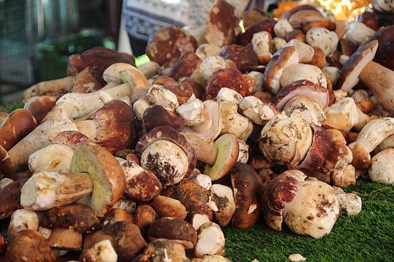 Mikologika azoka 4 1413647965181