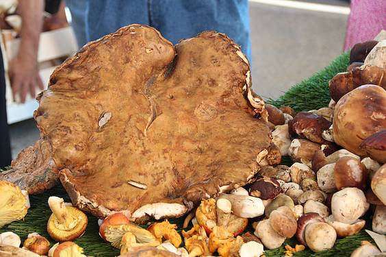 Mikologika azoka 5 1413647965636