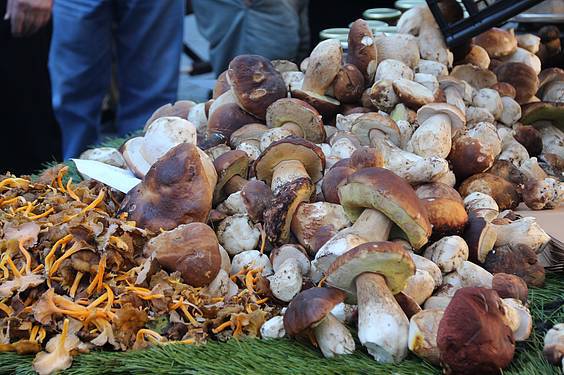 Mikologika azoka 6 1413647966171