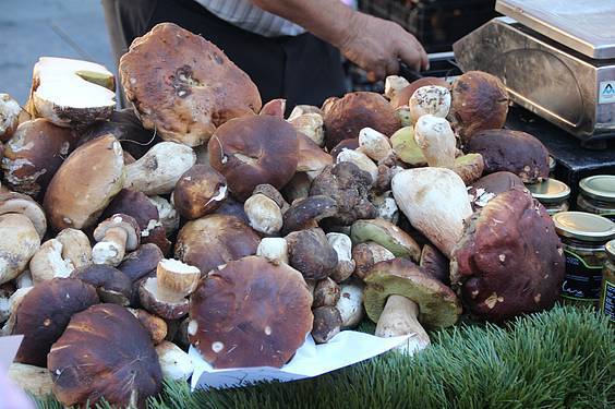 Mikologika azoka 7 1413647966664