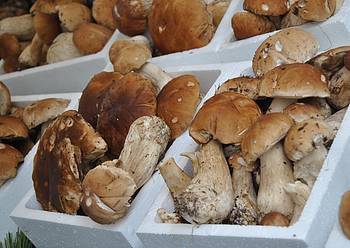 Jardunaldi Mikologikoak 4 1382195232862