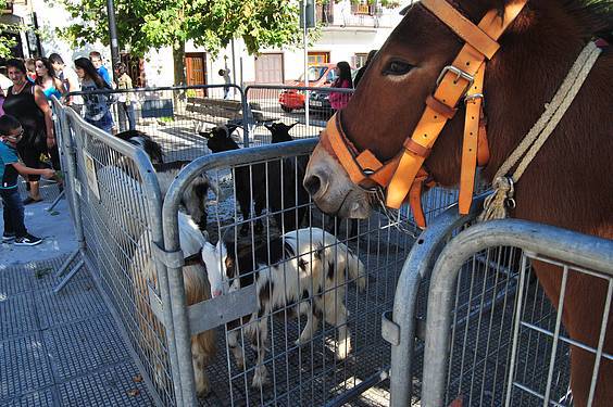 amezketako azoka 2 1413213050647