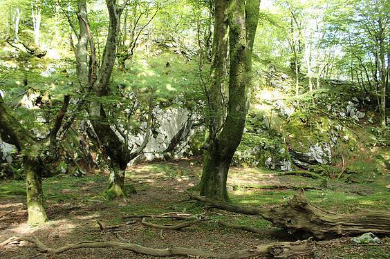 Alkizatik Herniora 8 1411401795921