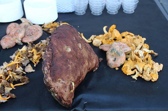 Mikologika azoka 12 1413647969242