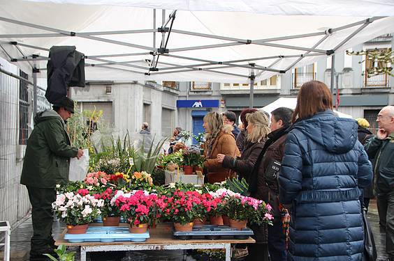 Landare azoka Tolosa 2 1424522270513