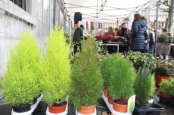 Landare azoka Tolosa 3 1424522270983