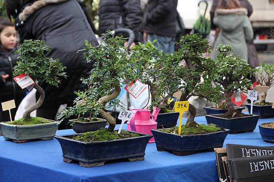 Landare azoka Tolosa 5 1424522271920