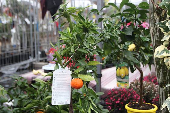 Landare azoka Tolosa 7 1424522272825