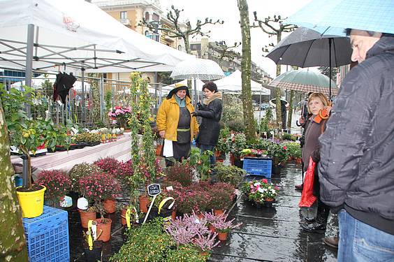 Landare azoka Tolosa 8 1424522273279