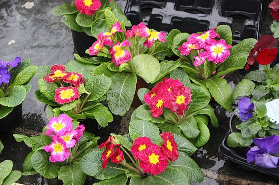 Landare azoka Tolosa 10 1424522274270