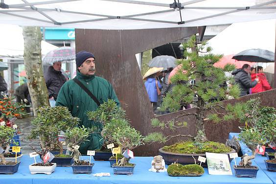 Landare azoka Tolosa 12 1424522275351