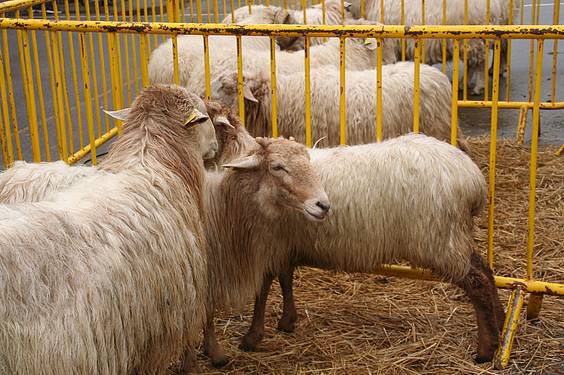 Berastegiko Azoka 2 1383589780802