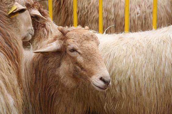 Berastegiko Azoka 3 1383589781259