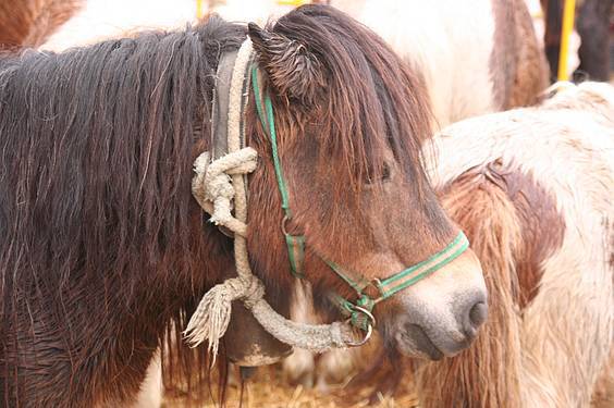 Berastegiko Azoka 4 1383589781705