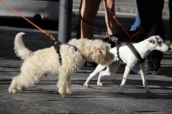 txakur krosa 2015 1 1422287478335