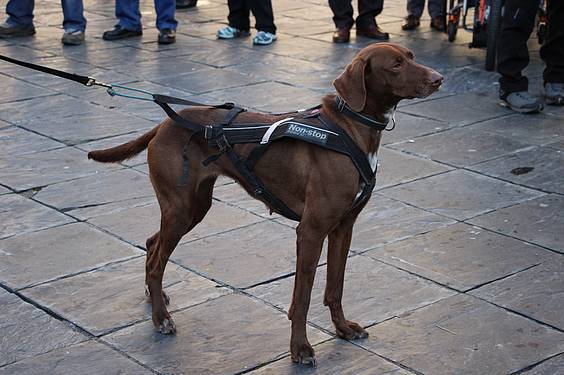 txakur krosa 2015 4 1422287480359