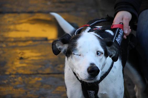 txakur krosa 2015 5 1422287480838