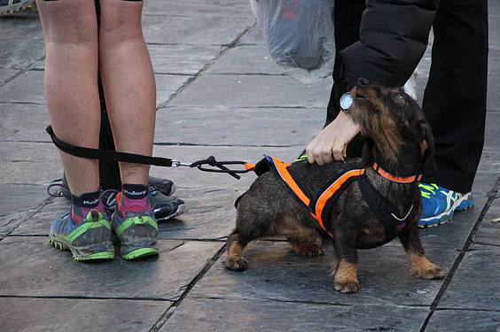 txakur krosa 2015 6 1422287481342