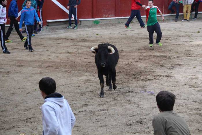 ostegun gizen 2015 zezenak 2 11 1423763477072