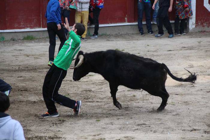 ostegun gizen 2015 zezenak 2 12 1423763478248