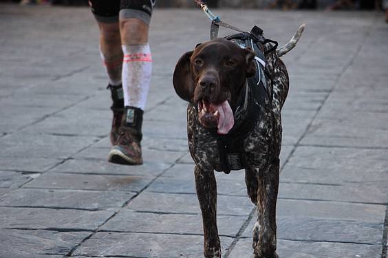 txakur krosa 2015 39 1422287503620