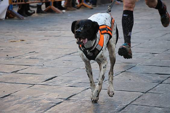 txakur krosa 2 2015 1 1422287723760