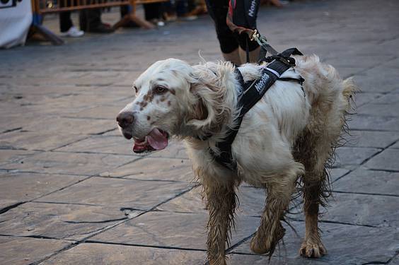 txakur krosa 2 2015 22 1422287736488