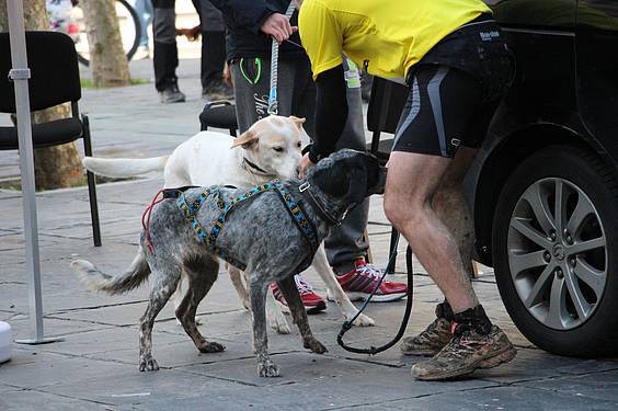 txakur krosa 2 2015 25 1422287737881