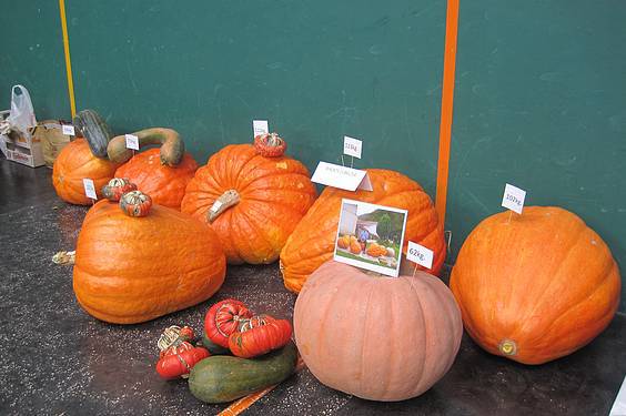 amezketako azoka 18 1413213060797