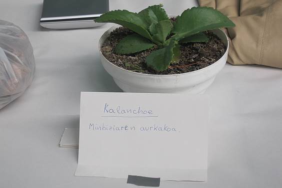 amezketako azoka 31 1413213067396