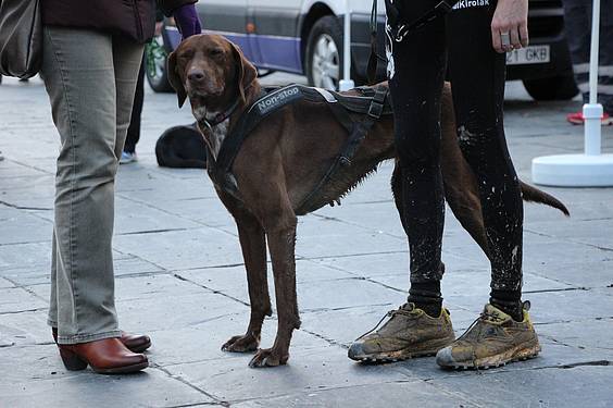 txakur krosa 2 2015 34 1422287742261