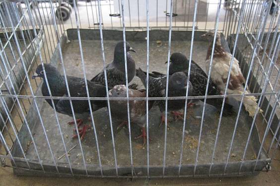 amezketako azoka 39 1413213071278