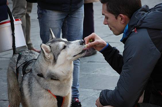 txakur krosa 3 2015 1 1422288887579