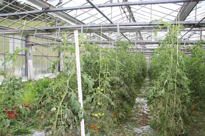 Berrobiko txikizioa 9 1438857188925