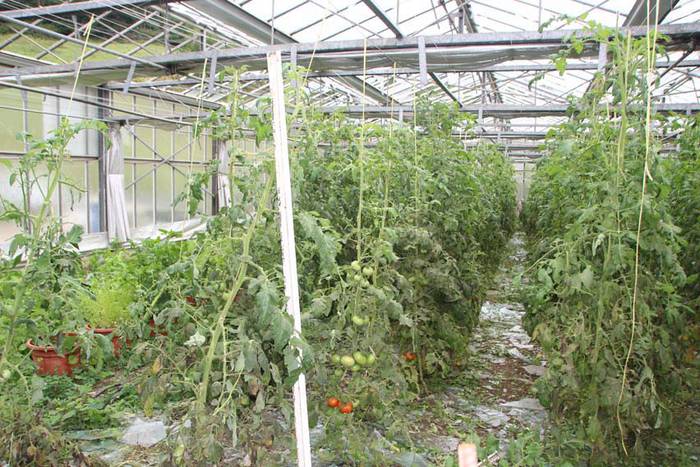 Berrobiko txikizioa 11 1438857189601