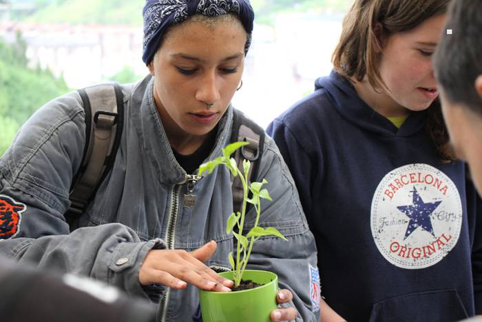 ibarrako piparra landaketa 2015 16 1431692630326