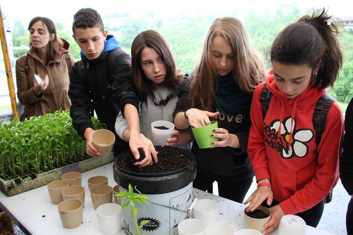 ibarrako piparra landaketa 2015 17 1431692631413