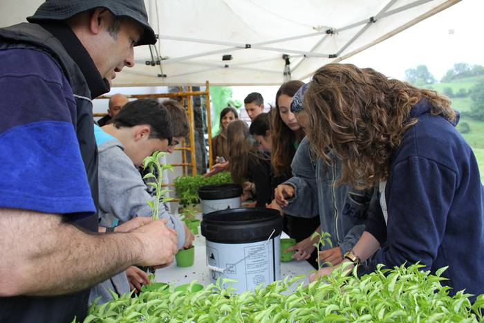 ibarrako piparra landaketa 2015 18 1431692632804