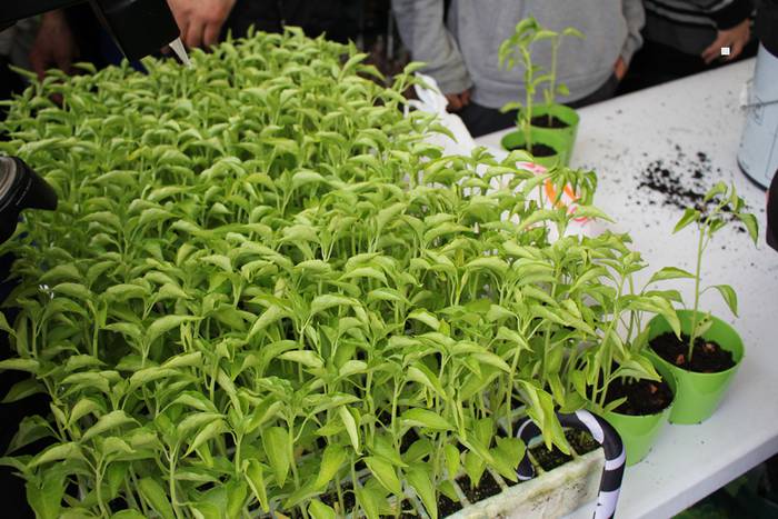 ibarrako piparra landaketa 2015 20 1431692635612